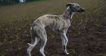 zoe pet sitter à NANTES 44100_5