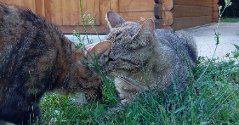 marie claire pet sitter à JOUET SUR L AUBOIS 18320_9
