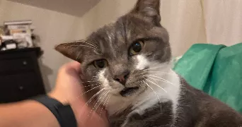 maëlyne pet sitter à ST PIERRE LA PALUD 69210