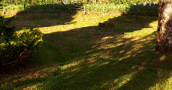Laëtitia pet sitter à MONTERTELOT 56800_1