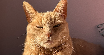 zoé pet sitter à MARSEILLE 04 13004_1