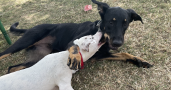 sandrine pet sitter à ST ORENS DE GAMEVILLE 31650_8