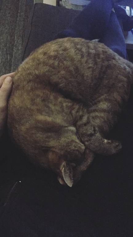 Justine pet sitter à Vallet 44330_0