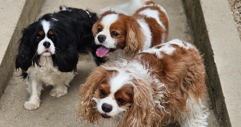 marlene pet sitter à AUNEAU BLEURY ST SYMPHORIEN 28700_47