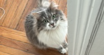 marion cat sitter à Levallois-Perret 92300_1