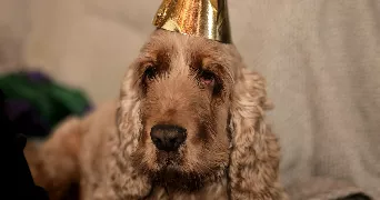 teodora pet sitter à VERNAISON 69390