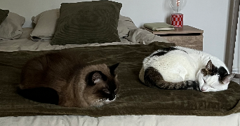 clemence pet sitter à ST MAUR DES FOSSES 94100_9