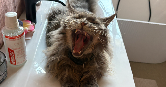 elsa pet sitter à VILLEPREUX 78450_1