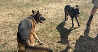 karen pet sitter à LABOURSE 62113_2