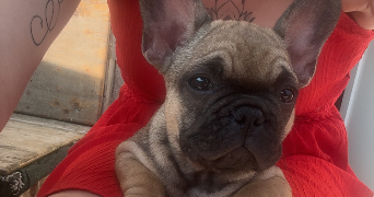 chloé pet sitter à VERDUN 55100_3