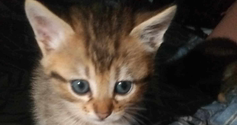 nabiha pet sitter à ST JORY 31790_1