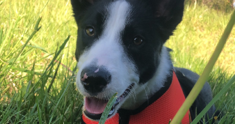 elodie pet sitter à BILLOM 63160_6