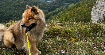 oceane pet sitter à PONT DE ROIDE VERMONDANS 25150_2