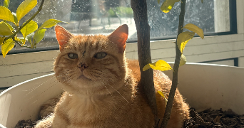 marine pet sitter à ST LOUIS DE MONTFERRAND 33440_2