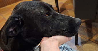 lisa pet sitter à TOULOUSE 31500_2