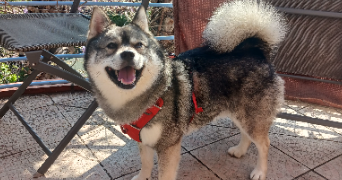 cindy pet sitter à PERPIGNAN 66000_1