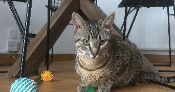 sandrine pet sitter à TOULOUSE 31400_7
