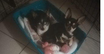 claire pet sitter à VITRY SUR SEINE 94400_5