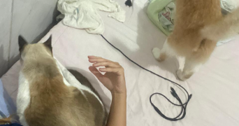emmanuela pet sitter à LYON 07 69007_2