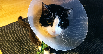 yazmin pet sitter à LES LILAS 93260_3