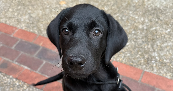 chloé pet sitter à FONTENAY AUX ROSES 92260_1