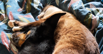 célia pet sitter à ST QUENTIN LA POTERIE 30700_0