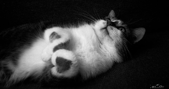 Lysa pet sitter à Voiron 38500_1