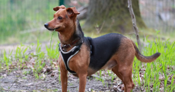 erwann pet sitter à ANGERS 49000_5