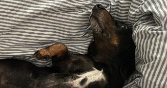 dorothée pet sitter à PARIS 11 75011_3