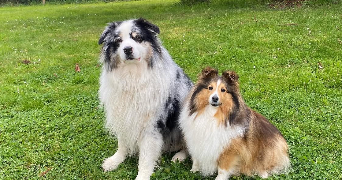 candice pet sitter à FEREL 56130_1