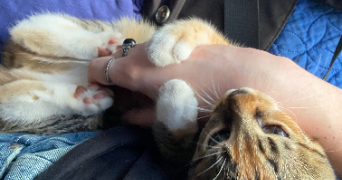 oriane pet sitter à VINCENNES 94300_1