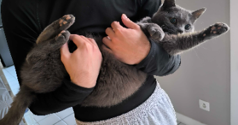 ezra pet sitter à AMIENS 80000_2