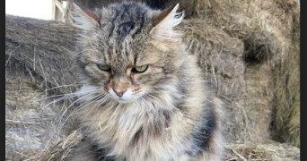 léna pet sitter à MOUAZE 35250_2