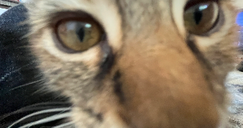 charlotte pet sitter à CHAMBERY 73000_3