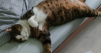 soline pet sitter à MOY DE L AISNE 02610_1