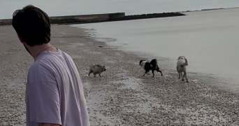 louis pet sitter à CHATELAILLON PLAGE 17340_1