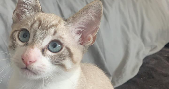 nasma pet sitter à POITIERS 86000_8