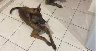 sabrina pet sitter à RIVES D ANDAINE 61410_4