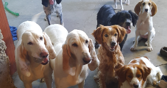 pauline pet sitter à Fitilieu 38490_5