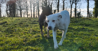 isaac pet sitter à CESSON SEVIGNE 35510_1