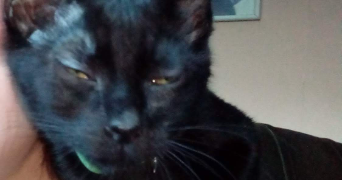 pauline pet sitter à TOULOUSE 31200_1