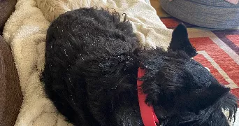 fabio dog sitter à SARTROUVILLE 78500