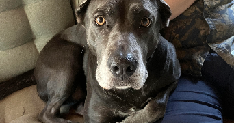 raphaël pet sitter à UFFHEIM 68510_3
