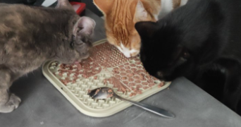 manon pet sitter à ROUEN 76100_5
