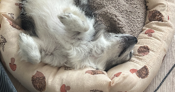 clemence pet sitter à BOUFFEMONT 95570_1
