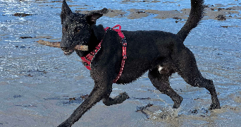 emilie pet sitter à PLOUMAGOAR 22970_0