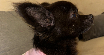 lucie pet sitter à BERCHERES LES PIERRES 28630_3