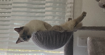 clarisse pet sitter à Saint-Malo 35400_6