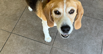 marlene pet sitter à SERIGNAN 34410_2