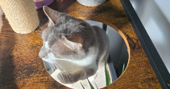 marie pet sitter à BOURBON LANCY 71140_2